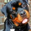 Baby Rottweiler paint by numbers