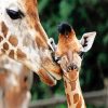 Baby And Mom Giraffe paint by number