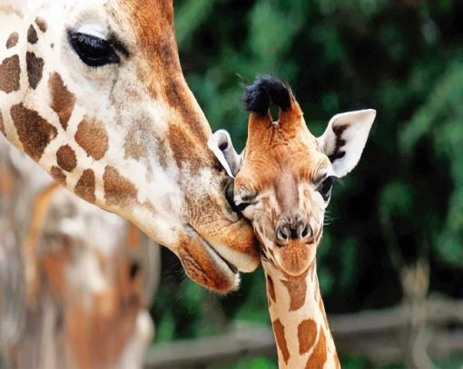 Baby And Mom Giraffe paint by number