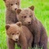 Baby Grizzly Bears Cubs paint by numbers