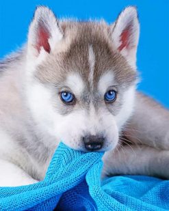 Baby Husky paint by numbers