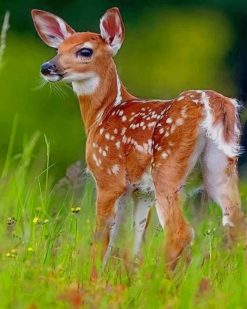 Baby Whitetail Deer paint by numbers