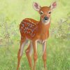 Baby White Tail Deer paint by numbers