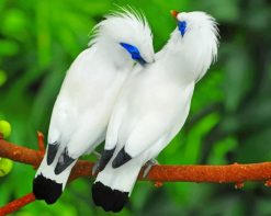 Beautiful Bali Myna Birds paint by number