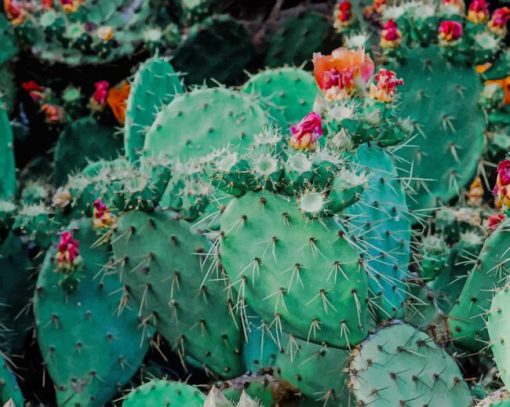 Beautiful Cactus paint by number