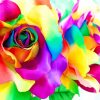 Beautiful Colorful Flowers paint by number