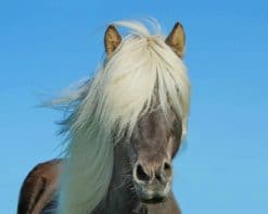 Beautiful Icelandic Horse paint by number