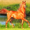 Beautiful Running Chestnut Horse paint by number