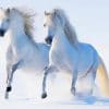 Beautiful White Horses paint by number