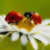 Beetles On Flower paint by number