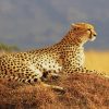 Big Cheetah Chilling paint by number