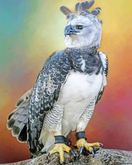 Bird Harpy Eagle paint by numbers