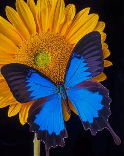 Black And Blue Butterfly On Sunflower paint by numbers