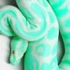 Blue Albino Snake paint by numbers