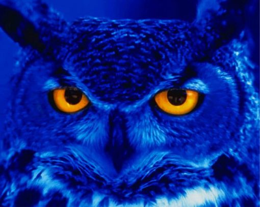 Blue Owl Bird paint by number