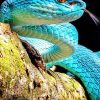 Blue Viper Snake paint by numbers