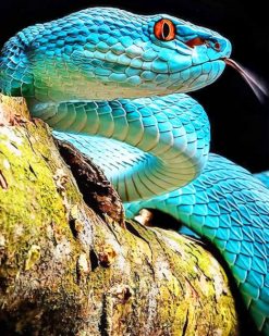 Blue Viper Snake paint by numbers