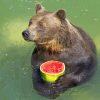 Brown Bear Holding Watermelon paint by number