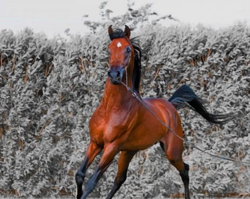 Brown Running Horse paint by number