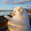 Chilling Samoyed Dog paint by number