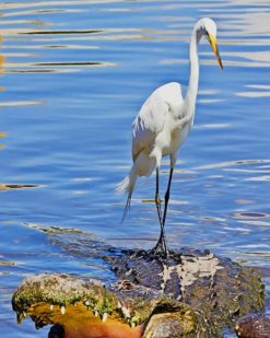 Ciconiiformes on The Caiman paint by numbers