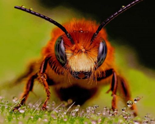 Close Up Honey Bee paint by number