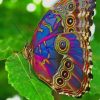 Colorful Butterfly paint by numbers