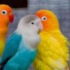 Colorful Parrots Birds paint by number