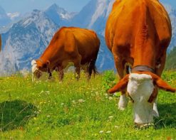 Cows Eating Grass paint by number