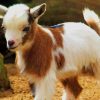 Cute Baby Goat paint by number