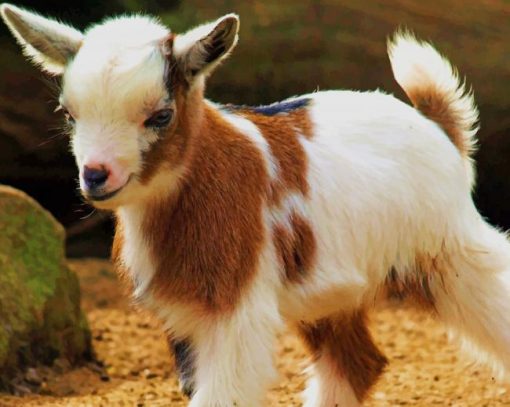 Cute Baby Goat paint by number