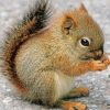 Cute Baby Squirrel paint by number