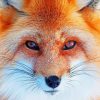 Cute Orange Fox paint by number