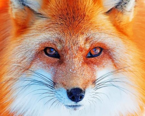 Cute Orange Fox paint by number