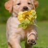 Cute Puppy With Flower paint by numbers