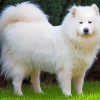 Cute Samoyed Dog paint by number