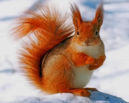 Cute Squirrel In Snow paint by number