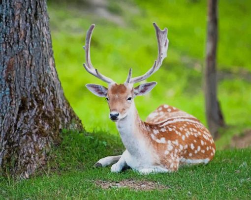 Deer In Forest paint by number