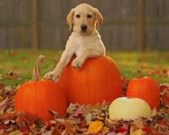 Dog With Pumpkin Autumn Vibes paint by number