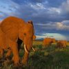 Elephants Walking In Grass paint by number