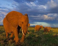 Elephants Walking In Grass paint by number