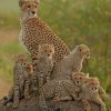 Family Of Leopard paint by numbers