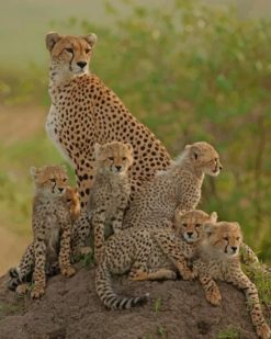 Family Of Leopard paint by numbers