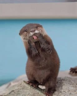 Funny Asian Small Clawed Otter paint by numbers