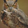 Great Horned Owl paint by numbers