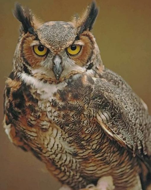 Great Horned Owl paint by numbers