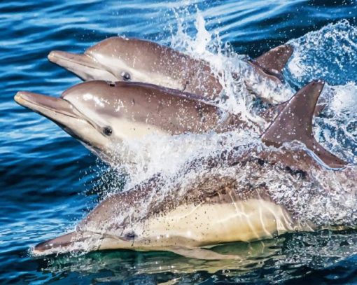 Happy dolphins In Water paint by number