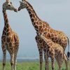 Happy Family Giraffes paint by numbers