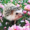 Hedgehog In Garden paint by number