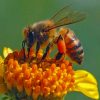 Honey Bee On Flower paint by number